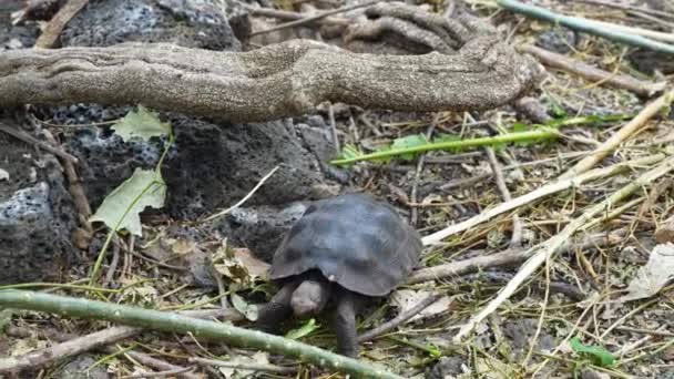 Μικρά Μωρά Galapagos Χελώνα Τρώει Βλάστηση Στο Charles Darwin Research — Αρχείο Βίντεο