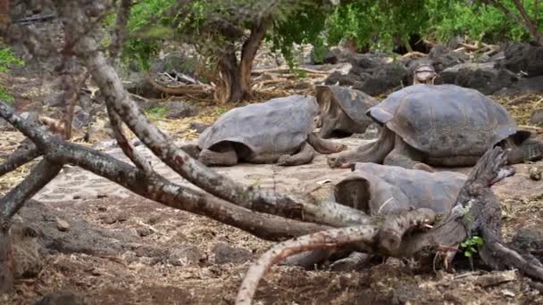 Ομάδα Γιγάντιων Χελωνών Γκαλαπάγκος Που Αναπαύονται Στο Έδαφος Στον Ερευνητικό — Αρχείο Βίντεο