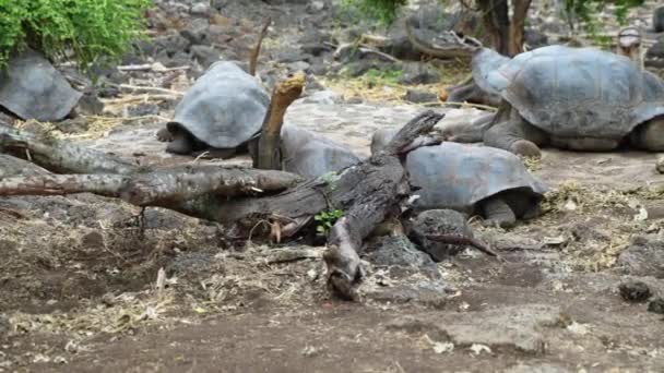 大加拉帕戈斯龟群坐在圣克鲁斯岛上查尔斯达尔文研究站的地面上 慢动作 — 图库视频影像