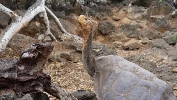Giant Saddleback Galapagos Raised Neck Charles Darwin Research Station Santa — Video Stock
