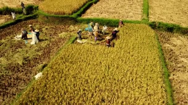 Group Workers Rice Hats Harvesting Rice Traditional Way Bali Indonesia — Stock video