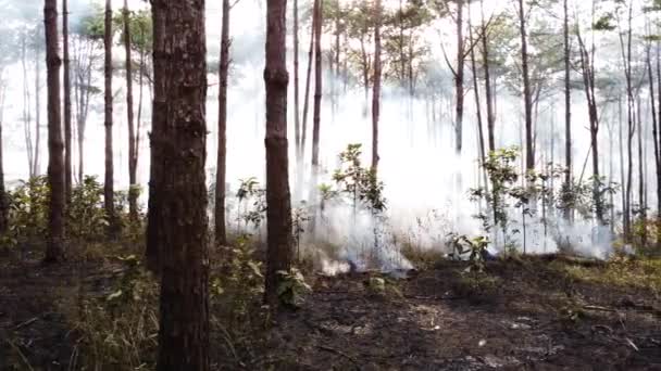 Grass Trees Burning Forest Thick Smoke Slider — Stock Video