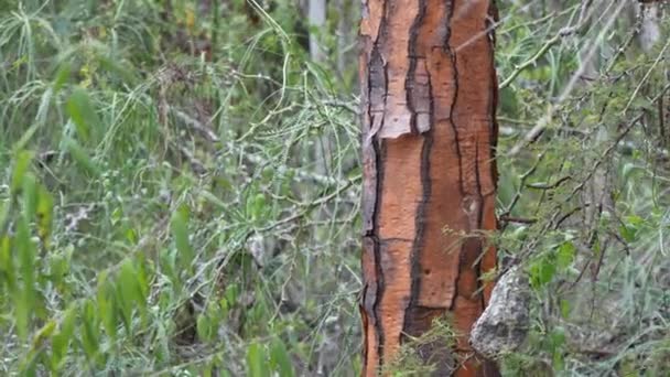 Close View Bark Opuntia Galapageia Endemic Cactus Species Found Galapagos — Stock Video