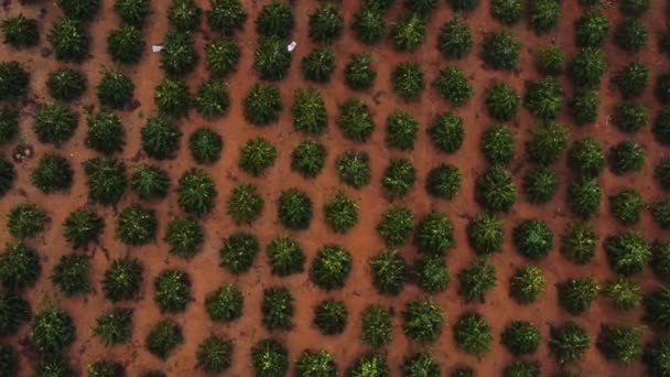 Aerial Birdseye Rising Coffee Growing Field Vietnam — Wideo stockowe