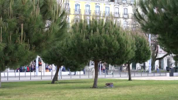 Beautiful Trees Park Lisbon People Walking Very Distance — стоковое видео