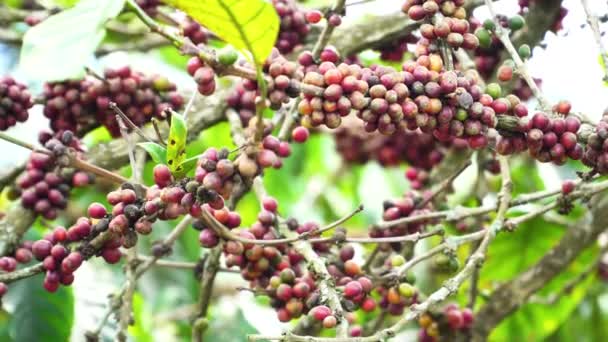 Ripe Fruits Coffea Tree Ready Harvesting Plantation Close — Stockvideo