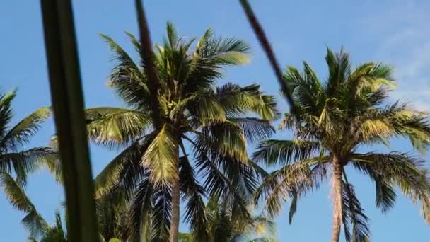Coconut Trees Blue Sky Background Zoom — Stock video