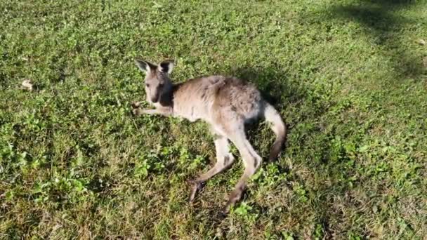 Juvenile Kangaroo Resting Grassy Sunny Field Outback Australia Animal Behaviour — Video Stock