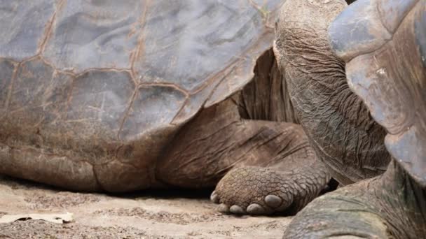 Pair Giant Galapagos Tortoises Raising Heads Mouth Open Charles Darwin — Wideo stockowe