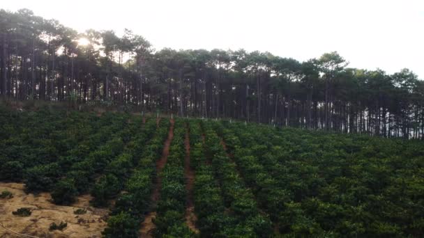 Rows Coffea Tree Pine Tree Forest Background Aerial — Vídeo de stock