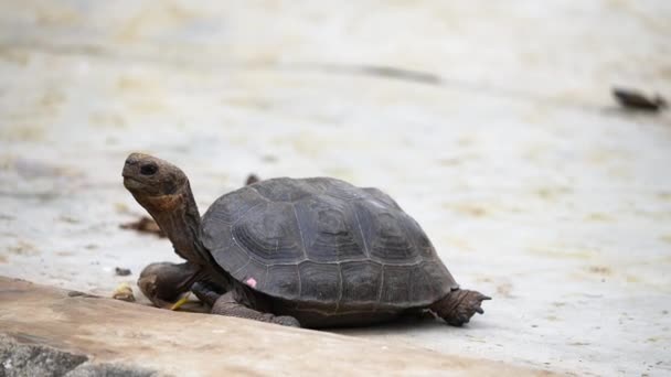 View Small Baby Galapagos Tortoise Charles Darwin Research Station Santa — Stok video