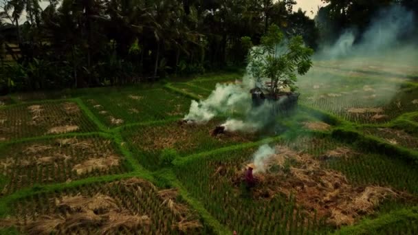 Farmer Burning Leftover Straw Rice Harvest Bali Indonesia Aerial Drone — Vídeo de Stock