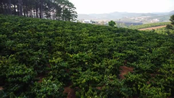 Low Aerial Flying Backwards Coffee Growing Field Vietnam — Stockvideo