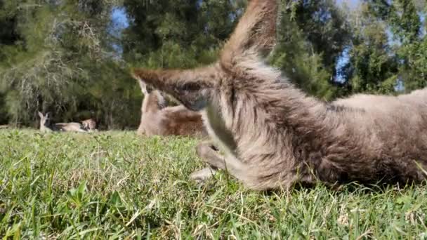 Low Angle View Juvenile Kangaroo Grooming Itself While Laying Grassy — 图库视频影像