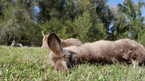 Unique Low Angle View Joey Asleep Grass Group Adult Kangaroos — Video