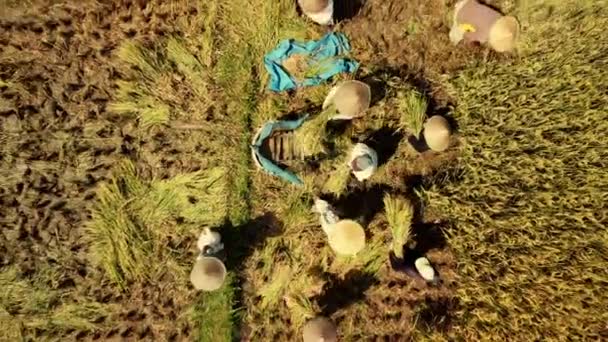 Drone Close Workers Beating Crop Get Rice Grain Field Indonesia — Vídeo de Stock