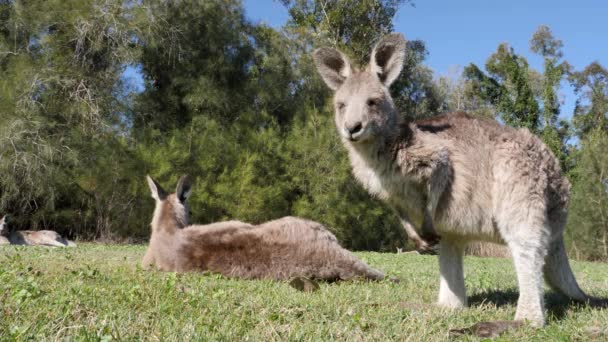 Close View Baby Kangaroo Joey Slowly Moving Its Mother Laying — Stockvideo
