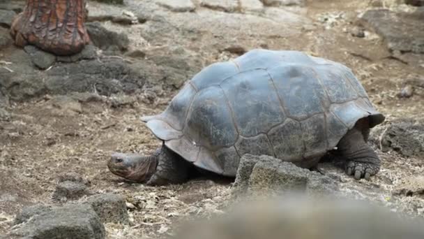 Giant Galapagos Tortoise Resting Ground Charles Darwin Research Station Santa — 图库视频影像