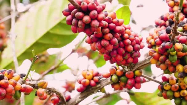 Granos Café Maduros Rama Árbol Plantación Cerca — Vídeos de Stock