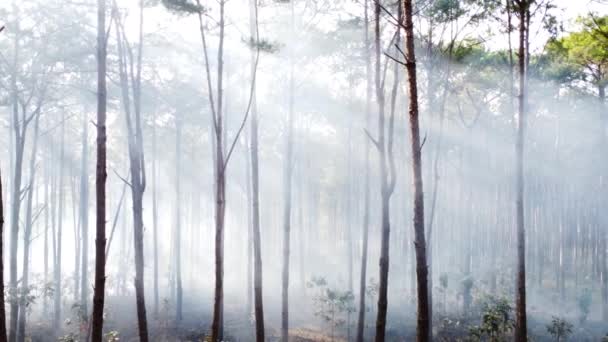 Smoke Forest Coming Fire Outbreak Pan Right — Video