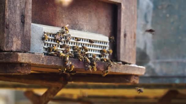 Крупним Планом Бджолиний Рій Літати Біля Входу Вулика — стокове відео