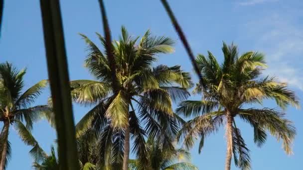 Величественные Пальмы Против Голубого Неба Солнечный День Левая Долли Низкий — стоковое видео