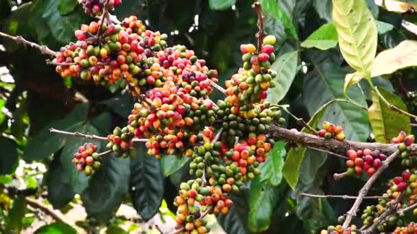 Coffea Tree Ωριμάζει Φρούτα Έτοιμα Για Συγκομιδή Βιομηχανία Παραγωγής Καφέ — Αρχείο Βίντεο