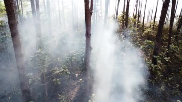Trees Forest Slender Trunk Shrouded Smoke Aerial — Vídeos de Stock