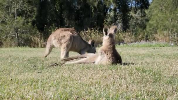 Baby Kangaroo Grooming Itself While Laying Grass Midday Winter Sun — 비디오