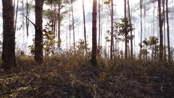 Sunlight Shining Trees Smoky Forest Aerial Slider — Stock video