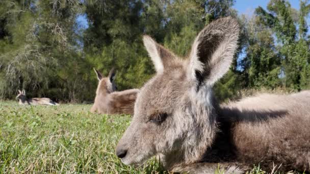 Unique Close View Baby Kangaroo Resting Grassy Field Group Adult — Video Stock