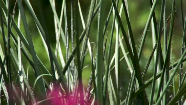 Tall Spiky Plant Sunlight Summer Realtime — Stock Video