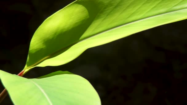 Μεγάλο Πράσινο Φυτό Φεύγει Λιακάδα Πραγματικός Χρόνος — Αρχείο Βίντεο