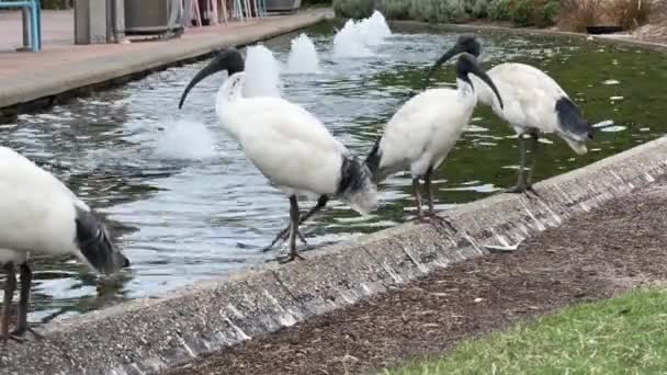 Dzikie Stado Australijskiego Białego Ibis Threskiornis Molucca Siedząca Stronie Fontanny — Wideo stockowe