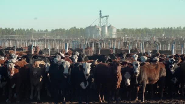 Πολλές Αγελάδες Κοιτάζοντας Την Κάμερα Μέσα Ένα Μαντρί Κάτω Από — Αρχείο Βίντεο