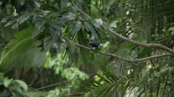 Metallic Starling Branch Flying Daintree Rainforest Australia Low Angle Shot — Video Stock