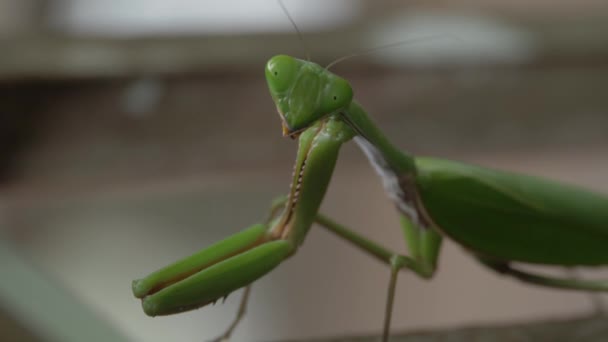 Praying Mantis Looking Side Macro Shot — Video Stock