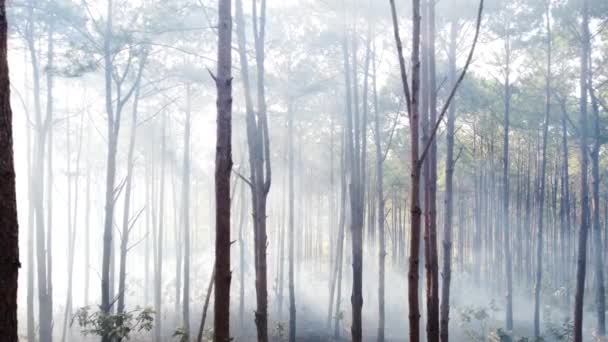 Trees Forest Shrouded Smoke Due Wildfire Aerial — Video