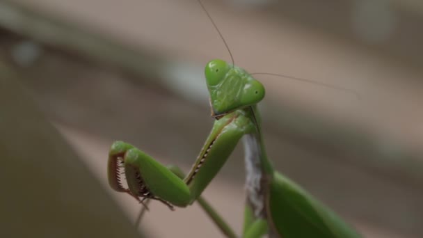 Close Green Praying Mantis Forest — Vídeo de Stock