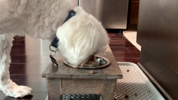 Мальтийская Собака Ест Приподнятой Кормушки Замедленная Съемка — стоковое видео