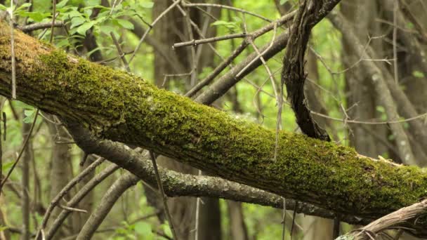 Close Shot Mossy Branch Forests Canadian Ontario — Vídeos de Stock