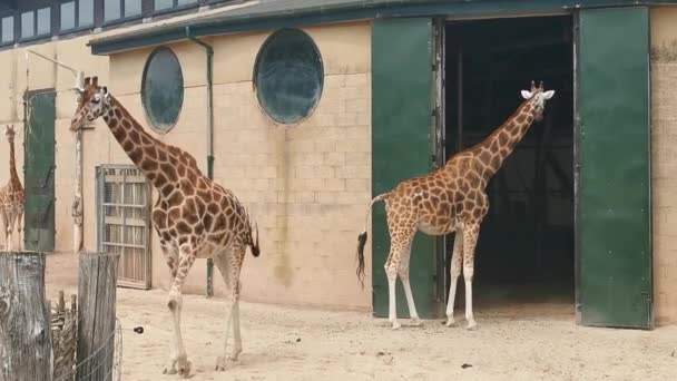 Καμηλοπαρδάλεις Πάρκο Ζώων Στο Ζωολογικό Κήπο Του Marwell — Αρχείο Βίντεο