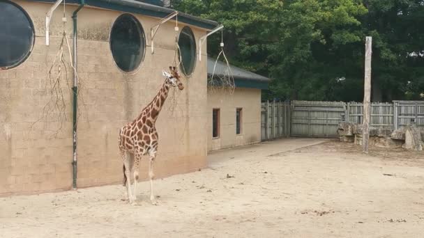 Giraffe Animal Park Marwell Zoo — Vídeo de stock