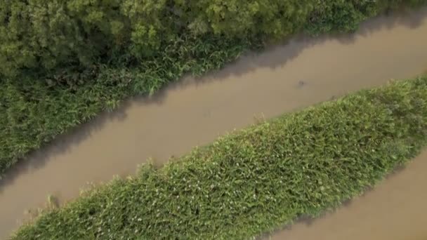 Thick Lush Reed Plants Dividing Brown Tropical River Central America — Vídeo de stock