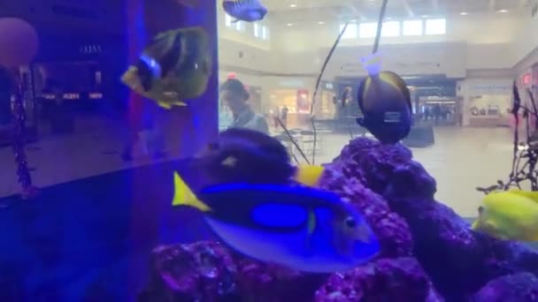 Close Peixes Azul Tang Ambiente Aquário Peixe Tropical Exótico Animal — Vídeo de Stock