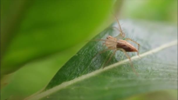Rekaman Serangga Pada Daun Warna Tubuh Laba Laba Transparan — Stok Video