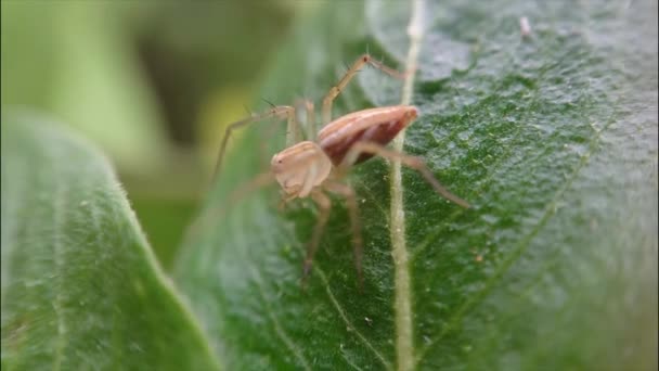 Portocaliu Păianjen Video Insecte Filmate Frunze Blora Jawa Tengah Indonezia — Videoclip de stoc