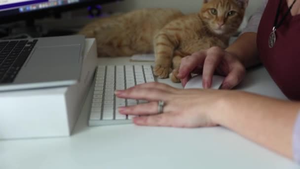 Woman Hand Typing Keyboard While Her Cat Lying Her Arms — Vídeo de stock