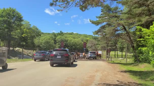 Pov Shot Car Deer Safari Road Sunny Day Quebec Canada — Stockvideo