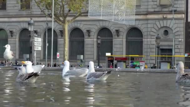Seagulls Fight Food People Throw Them Public Fountain City Seagulls — Stock video